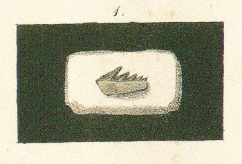 NOTIDANUS MICRODON Tafel 27 fig. 1