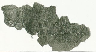 Hybodus reticulatus Tafel 22a fig. 23