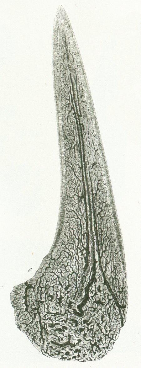 Lamna elegans Tafel P fig. 5